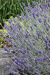 Sensational! Lavender (Lavandula x intermedia 'Sensational') at Wolf's Blooms & Berries