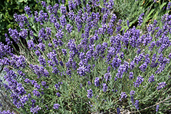 Hidcote Lavender (Lavandula angustifolia 'Hidcote') at Wolf's Blooms & Berries