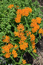 Butterfly Weed (Asclepias tuberosa) at Wolf's Blooms & Berries