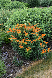 Butterfly Weed (Asclepias tuberosa) at Wolf's Blooms & Berries