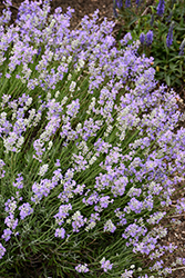 Blue Cushion Lavender (Lavandula angustifolia 'Blue Cushion') at Wolf's Blooms & Berries