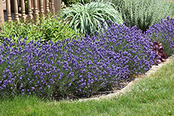Sweet Romance Lavender (Lavandula angustifolia 'Kerlavangem') at Wolf's Blooms & Berries