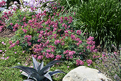 Pink Diamonds Fern-leaved Bleeding Heart (Dicentra 'Pink Diamonds') at Wolf's Blooms & Berries