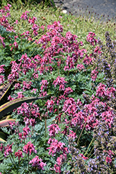 Pink Diamonds Fern-leaved Bleeding Heart (Dicentra 'Pink Diamonds') at Wolf's Blooms & Berries