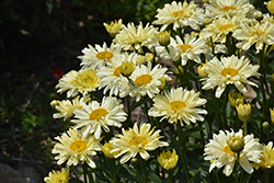 Amazing Daisies Banana Cream II Shasta Daisy (Leucanthemum x superbum 'Banana Cream II') at Wolf's Blooms & Berries