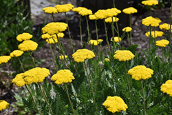 Coronation Gold Yarrow (Achillea 'Coronation Gold') at Wolf's Blooms & Berries