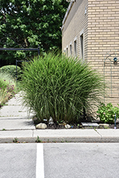 Gracillimus Maiden Grass (Miscanthus sinensis 'Gracillimus') at Wolf's Blooms & Berries