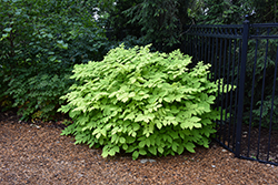 Sun King Japanese Spikenard (Aralia cordata 'Sun King') at Wolf's Blooms & Berries