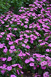 SunPatiens Compact Hot Pink New Guinea Impatiens (Impatiens 'SAKIMP061') at Wolf's Blooms & Berries