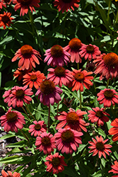 Summersong Firefinch Coneflower (Echinacea 'Firefinch') at Wolf's Blooms & Berries