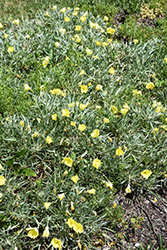 Evening Sun Primrose (Oenothera missouriensis 'Evening Sun') at Wolf's Blooms & Berries