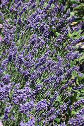 SuperBlue Lavender (Lavandula angustifolia 'SuperBlue') at Wolf's Blooms & Berries