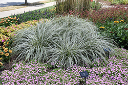 Feather Falls Sedge (Carex oshimensis 'Feather Falls') at Wolf's Blooms & Berries