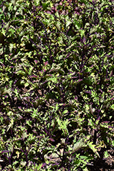 Rodeo Drive Coleus (Solenostemon scutellarioides 'Rodeo Drive') at Wolf's Blooms & Berries