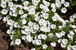 Supertunia Vista Snowdrift Petunia (Petunia 'BBTUN04401') at Wolf's Blooms & Berries