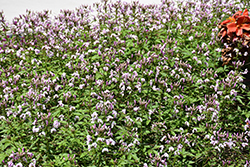 Clio Magenta Spiderflower (Cleome 'Clio Magenta') at Wolf's Blooms & Berries