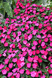 SunPatiens Compact Rose Glow New Guinea Impatiens (Impatiens 'SAKIMP061') at Wolf's Blooms & Berries