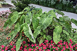 Mojito Elephant Ear (Colocasia esculenta 'Mojito') at Wolf's Blooms & Berries