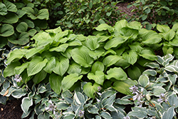 Guacamole Hosta (Hosta 'Guacamole') at Wolf's Blooms & Berries