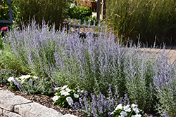 Denim 'n Lace Russian Sage (Perovskia atriplicifolia 'Denim 'n Lace') at Wolf's Blooms & Berries