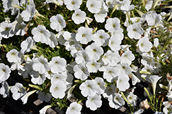 Supertunia Mini Vista White Petunia (Petunia 'USTUN87002') at Wolf's Blooms & Berries