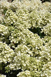 Tiny Quick Fire Hydrangea (Hydrangea paniculata 'SMNHPSB') at Wolf's Blooms & Berries