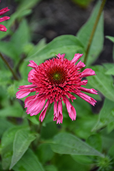 Double Dipped Watermelon Sugar Coneflower (Echinacea 'Watermelon Sugar') at Wolf's Blooms & Berries