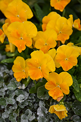 Halo Golden Yellow Pansy (Viola cornuta 'Halo Golden Yellow') at Wolf's Blooms & Berries