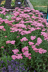 New Vintage Rose Yarrow (Achillea millefolium 'Balvinrose') at Wolf's Blooms & Berries