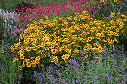 UpTick Gold and Bronze Tickseed (Coreopsis 'Baluptgonz') at Wolf's Blooms & Berries