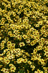 UpTick Yellow and Red Tickseed (Coreopsis 'Baluptowed') at Wolf's Blooms & Berries