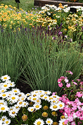 Blue Arrows Rush (Juncus inflexus 'Blue Arrows') at Wolf's Blooms & Berries