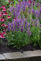 Rock Candy Purple Beard Tongue (Penstemon 'Balrocurp') at Wolf's Blooms & Berries
