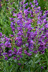 Rock Candy Purple Beard Tongue (Penstemon 'Balrocurp') at Wolf's Blooms & Berries