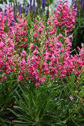 Rock Candy Ruby Beard Tongue (Penstemon 'Novapenrub') at Wolf's Blooms & Berries