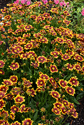 UpTick Red Tickseed (Coreopsis 'Baluptred') at Wolf's Blooms & Berries