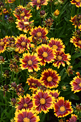 UpTick Red Tickseed (Coreopsis 'Baluptred') at Wolf's Blooms & Berries