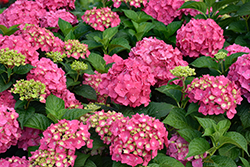 Summer Crush Hydrangea (Hydrangea macrophylla 'Bailmacfive') at Wolf's Blooms & Berries