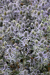 Blue Glitter Sea Holly (Eryngium planum 'Blue Glitter') at Wolf's Blooms & Berries