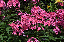 Coral Creme Drop Garden Phlox (Phlox paniculata 'Ditomdre') at Wolf's Blooms & Berries