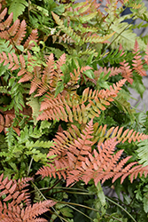 Brilliance Autumn Fern (Dryopteris erythrosora 'Brilliance') at Wolf's Blooms & Berries