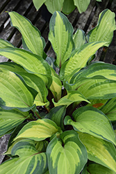 Island Breeze Hosta (Hosta 'Island Breeze') at Wolf's Blooms & Berries