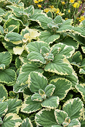Lemon Twist Plectranthus (Plectranthus 'Lemon Twist') at Wolf's Blooms & Berries