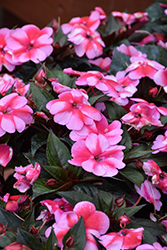 SunPatiens Compact Red Candy Impatiens (Impatiens 'SAKIMP070') at Wolf's Blooms & Berries