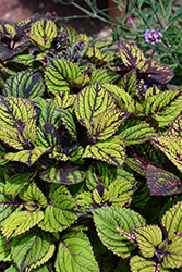 Fishnet Stockings Coleus (Solenostemon scutellarioides 'Fishnet Stockings') at Wolf's Blooms & Berries