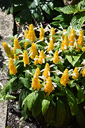 Golden Shrimp Plant (Pachystachys lutea) at Wolf's Blooms & Berries