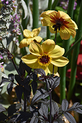 Mystic Illusion Dahlia (Dahlia 'Knockout') at Wolf's Blooms & Berries