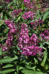 Monarch Cherry Royale Butterfly Bush (Buddleia 'Cherry Royale') at Wolf's Blooms & Berries