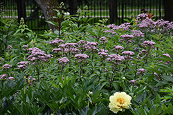 Joe Pye Weed (Eupatorium maculatum) at Wolf's Blooms & Berries