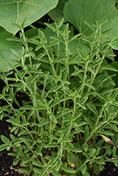 Sweetleaf (Stevia rebaudiana) at Wolf's Blooms & Berries